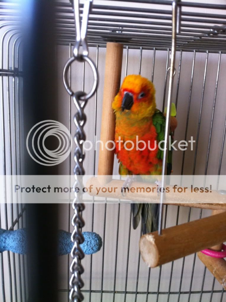 First time bird owner with questions Parrot Forum Parrot Owner's Community