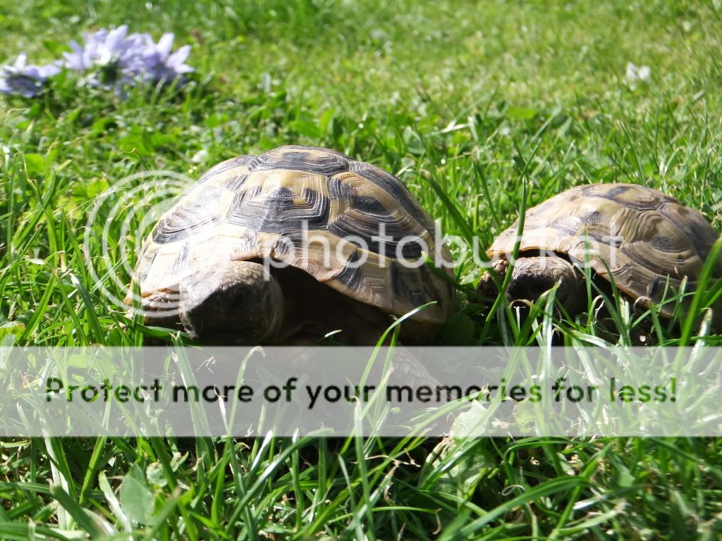 Posted Image