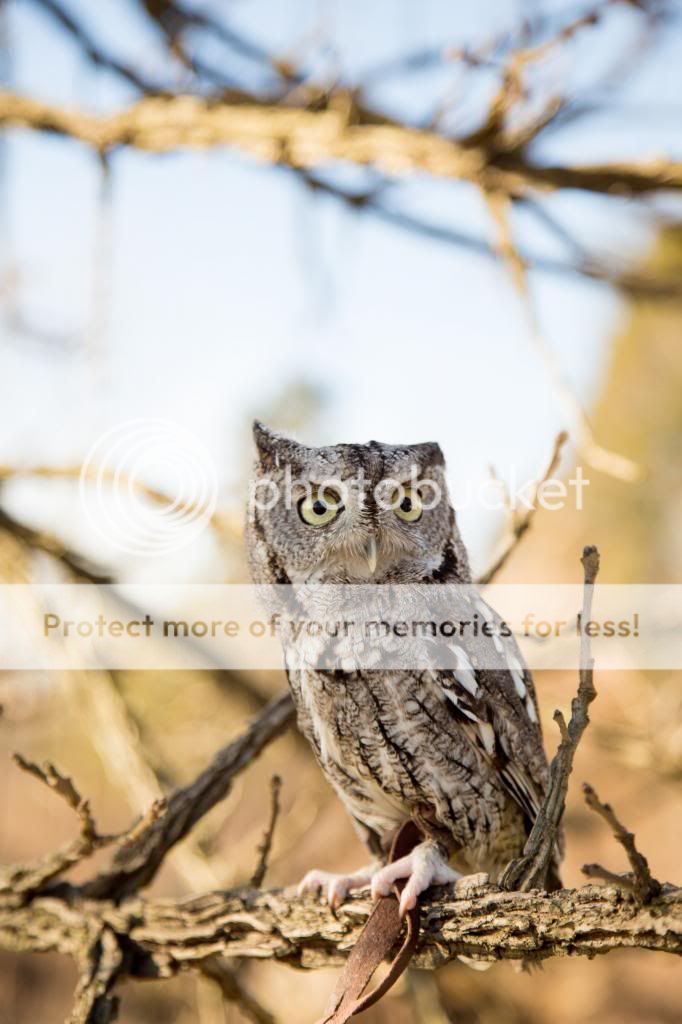 IMAGE: http://i811.photobucket.com/albums/zz34/solepatch/113_zpsb39a6b65.jpg