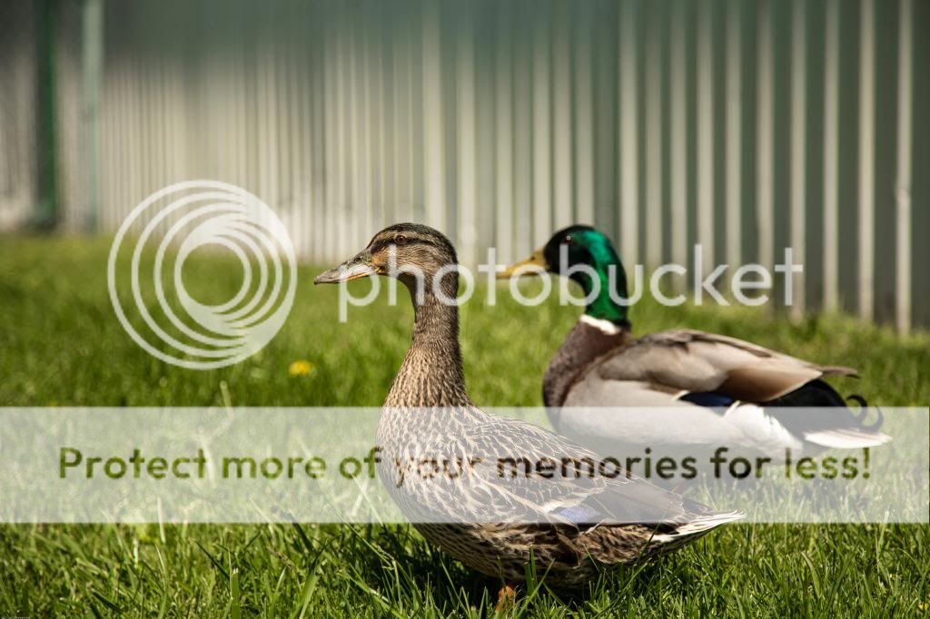 IMAGE: http://i811.photobucket.com/albums/zz34/solepatch/IMG_2738_zps077e1288.jpg