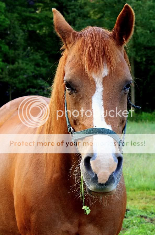Fotografie