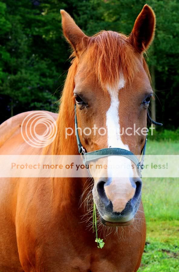 Fotografie