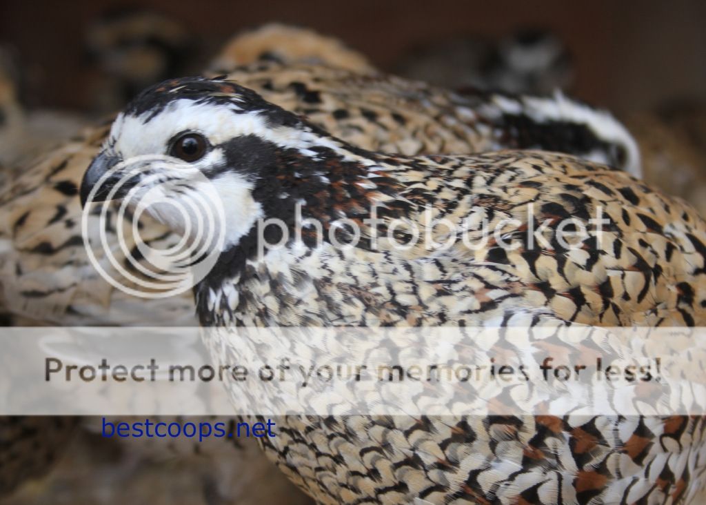 10+ Fertile Mexican Speckled Bobwhite Quail Hatching Eggs *SHIPPING NOW*