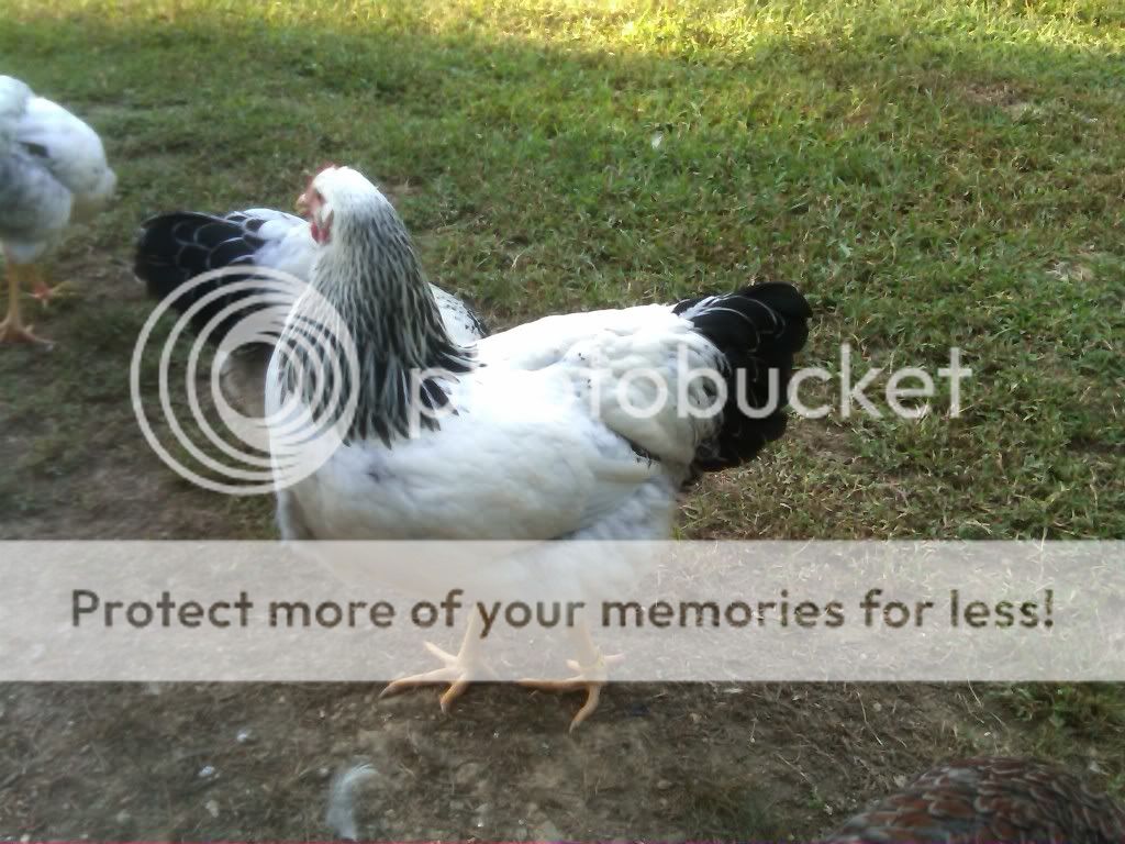 Columbian Rock hens/pullets for sale REDUCED PRICE The Atlanta