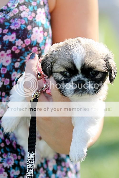 IMAGE: http://i811.photobucket.com/albums/zz39/caroltrentlerphotography/IMG_6220-yoda_zps53c77c40.jpg