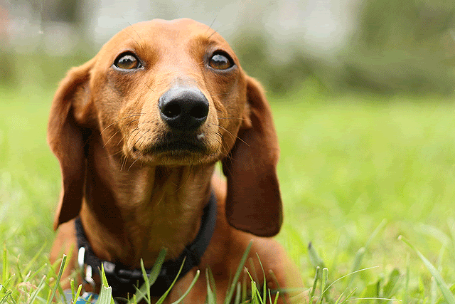 IMAGE: http://i811.photobucket.com/albums/zz39/caroltrentlerphotography/copper-8-9-7-web.gif