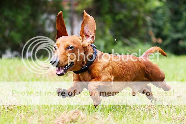 IMAGE: http://i811.photobucket.com/albums/zz39/caroltrentlerphotography/copper8-9-1-web.jpg