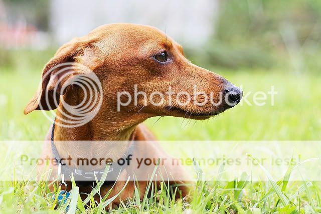 IMAGE: http://i811.photobucket.com/albums/zz39/caroltrentlerphotography/copper8-9-3-web.jpg