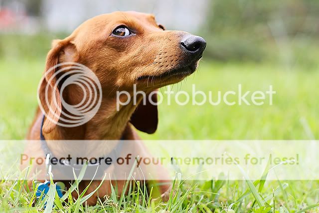 IMAGE: http://i811.photobucket.com/albums/zz39/caroltrentlerphotography/copper8-9-4-web.jpg