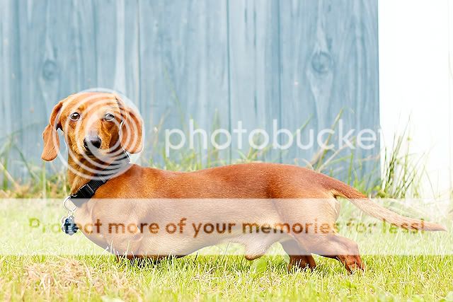 IMAGE: http://i811.photobucket.com/albums/zz39/caroltrentlerphotography/copper8-9-6-web.jpg