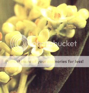 Fiori di Bach: Olive