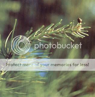 Fiori di Bach: Pine