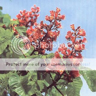 RED CHESTNUT - Fiore di Bach n.25