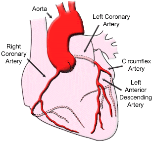 Disturbi del cuore e delle arterie: ipertensione, ipotensione