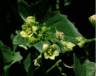 Curarsi con la medicina naturale: Malattie delle ossa