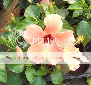 Ibisco o Hibiscus sabdariffa hybiscus1 Ibisco o Hibiscus sabdariffa