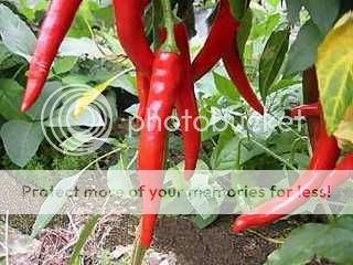 Curarsi con la medicina naturale: Gli effetti del Peperoncino sull'organismo