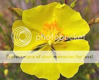 ROCK ROSE - Fiore di Bach n.26